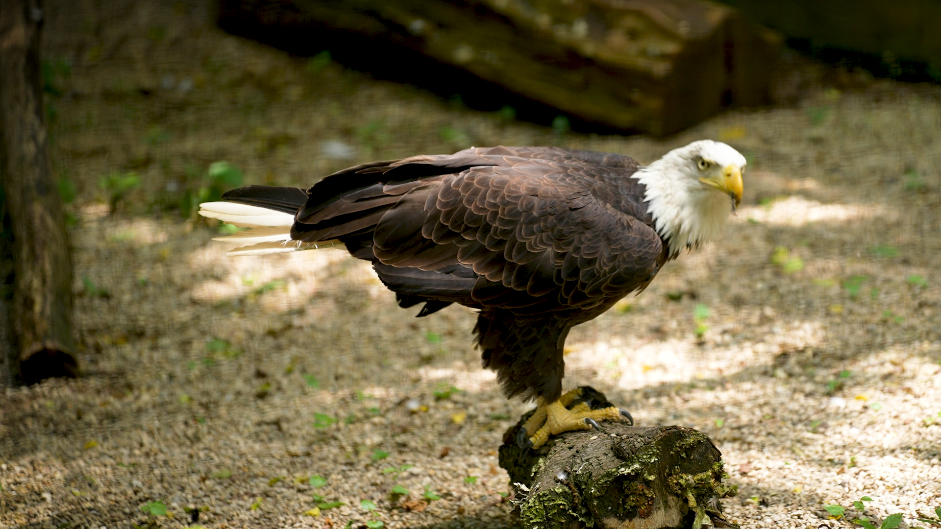 Graham the bald eagle